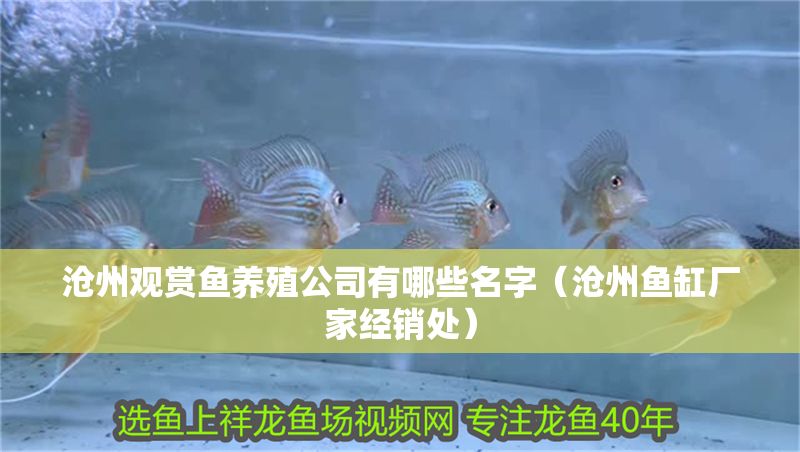 滄州觀賞魚養殖公司有哪些名字（滄州魚缸廠家經銷處）