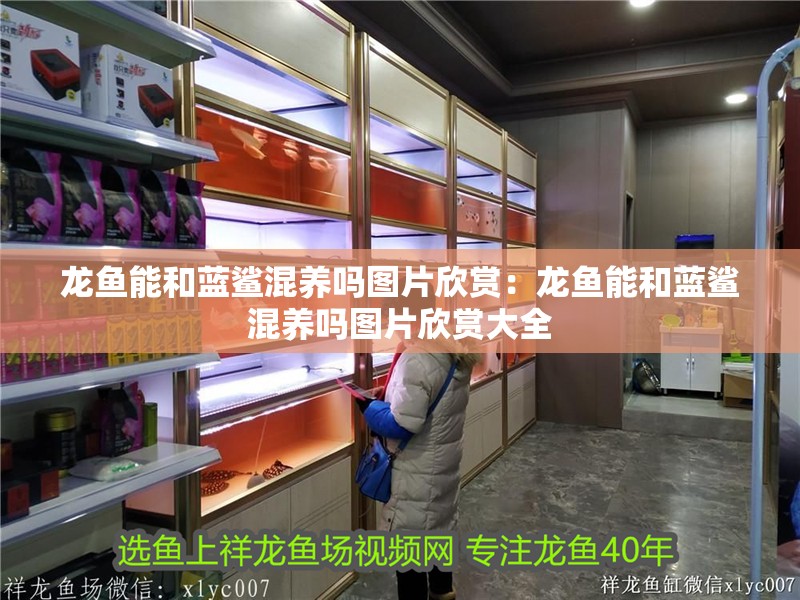 龍魚能和藍鯊混養嗎圖片欣賞：龍魚能和藍鯊混養嗎圖片欣賞大全