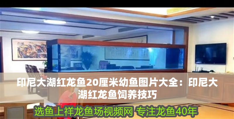 印尼大湖紅龍魚20厘米幼魚圖片大全：印尼大湖紅龍魚飼養(yǎng)技巧