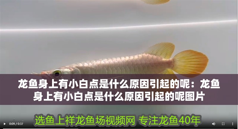 龍魚身上有小白點是什么原因引起的呢：龍魚身上有小白點是什么原因引起的呢圖片