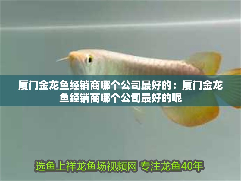 廈門金龍魚經(jīng)銷商哪個公司最好的：廈門金龍魚經(jīng)銷商哪個公司最好的呢