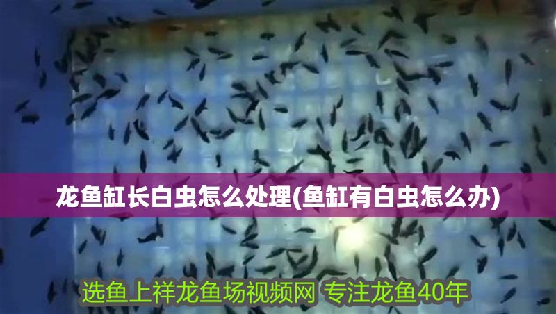 龍魚缸長白蟲怎么處理(魚缸有白蟲怎么辦) 黃金貓魚百科 第1張 龍魚缸長白蟲怎么處理(魚缸有白蟲怎么辦) 龍魚缸長白蟲怎么處理(魚缸有白蟲怎么辦) 黃金貓魚百科 第1張