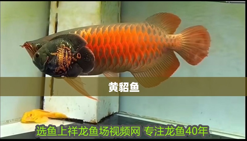 黃貂魚