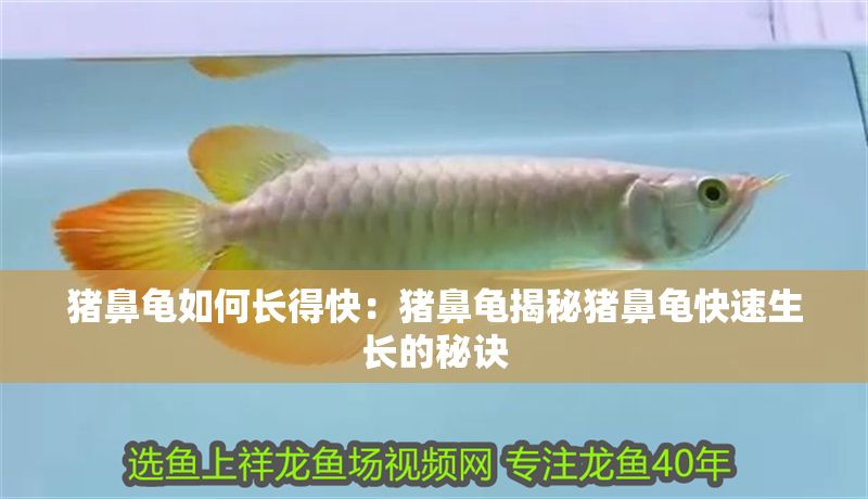 豬鼻龜如何長(zhǎng)得快：豬鼻龜揭秘豬鼻龜快速生長(zhǎng)的秘訣