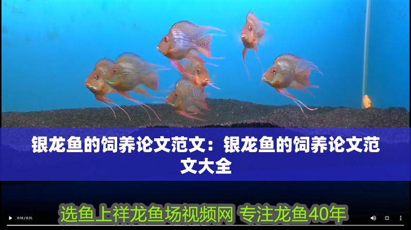 銀龍魚的飼養論文范文：銀龍魚的飼養論文范文大全 銀龍魚的飼養論文范文：銀龍魚的飼養論文范文大全 水族問答