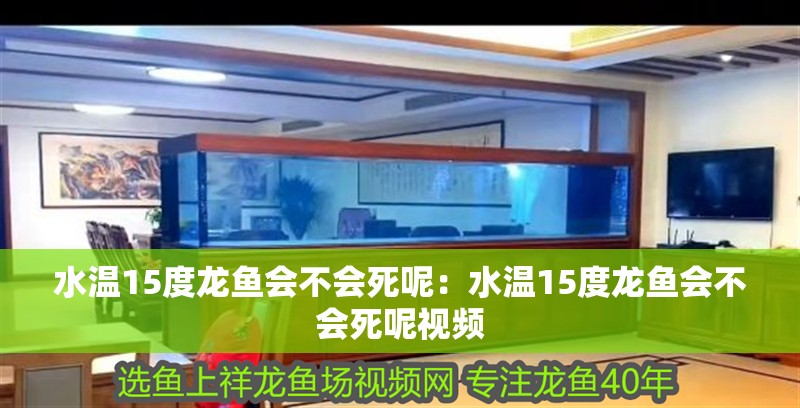 水溫15度龍魚會不會死呢：水溫15度龍魚會不會死呢視頻
