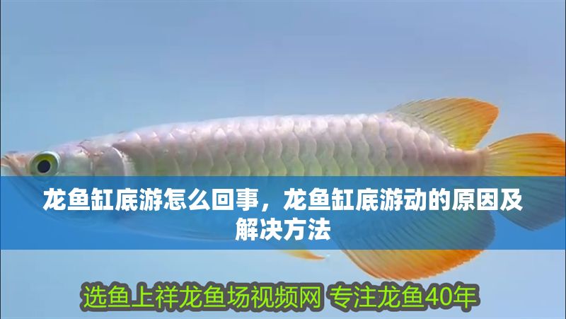 龍魚缸底游怎么回事，龍魚缸底游動的原因及解決方法
