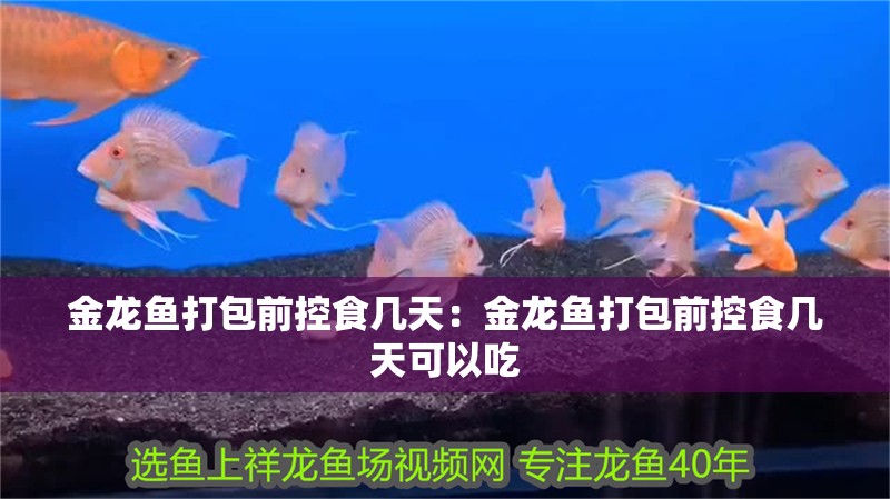 金龍魚打包前控食幾天:金龍魚打包前控食幾天可以吃 水族問答 金龍魚打包前控食幾天:金龍魚打包前控食幾天可以吃 金龍魚打包前控食幾天:金龍魚打包前控食幾天可以吃 水族問答
