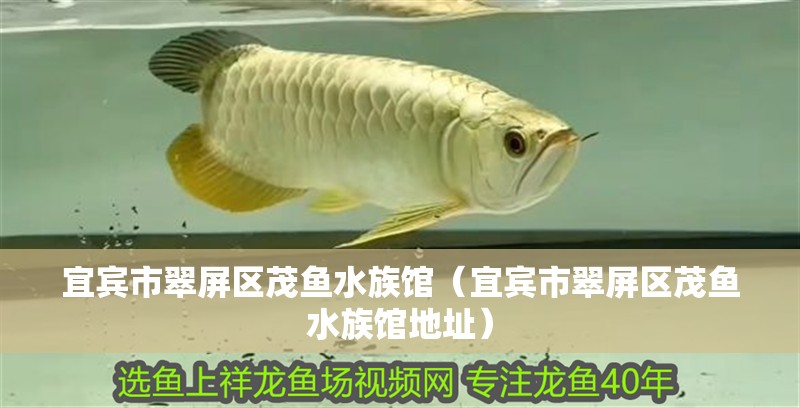 宜賓市翠屏區茂魚水族館（宜賓市翠屏區茂魚水族館地址）