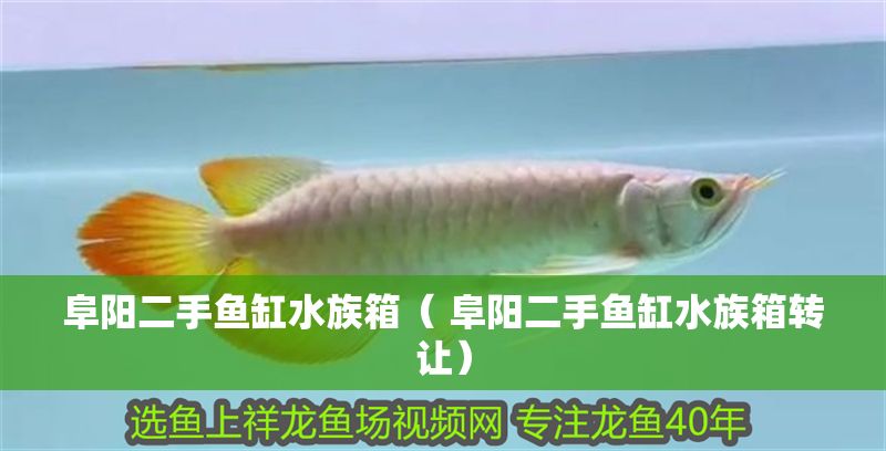 阜陽二手魚缸水族箱（ 阜陽二手魚缸水族箱轉(zhuǎn)讓）