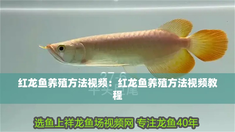 紅龍魚養(yǎng)殖方法視頻：紅龍魚養(yǎng)殖方法視頻教程