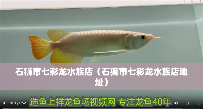 石獅市七彩龍水族店（石獅市七彩龍水族店地址）