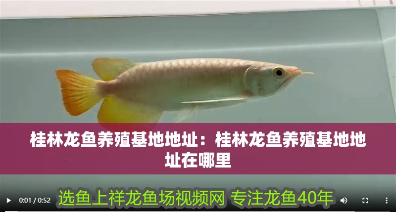 桂林龍魚(yú)養(yǎng)殖基地地址：桂林龍魚(yú)養(yǎng)殖基地地址在哪里