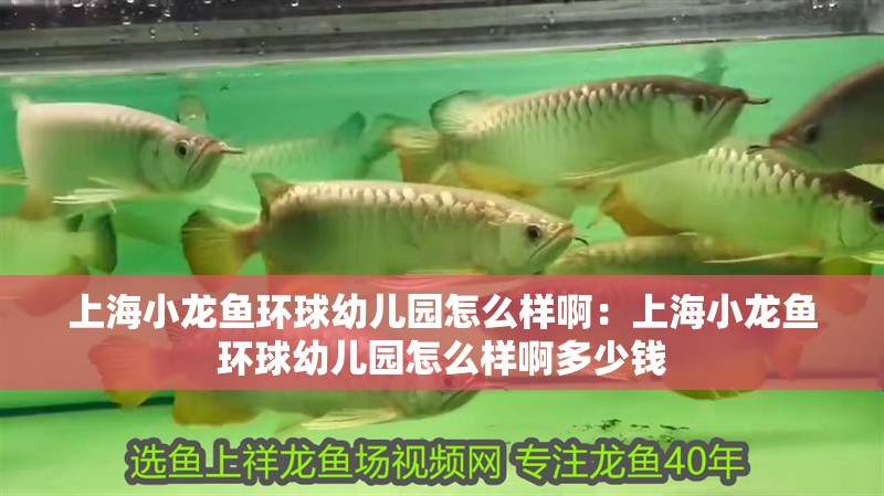 <strong><mark>上海</mark></strong>小龍魚環球幼兒園怎么樣啊：<strong><mark>上海</mark></strong>小龍魚環球幼兒園怎么樣啊多少錢