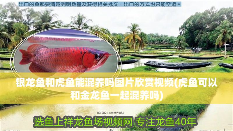 銀龍魚和虎魚能混養嗎圖片欣賞視頻(虎魚可以和金龍魚一起混養嗎) 銀龍魚和虎魚能混養嗎圖片欣賞視頻(虎魚可以和金龍魚一起混養嗎) 虎魚百科 第1張
