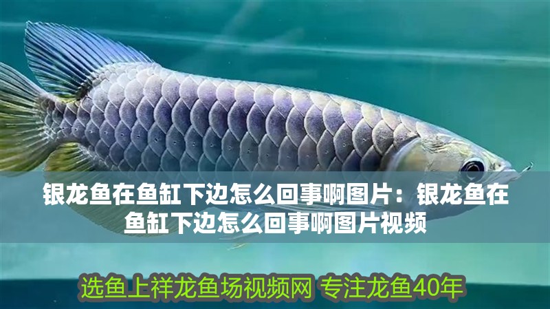 銀龍魚在魚缸下邊怎么回事啊圖片：銀龍魚在魚缸下邊怎么回事啊圖片視頻
