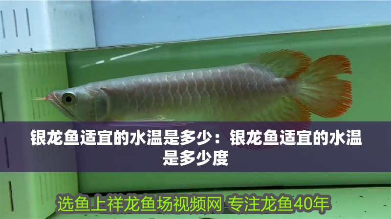 銀龍魚適宜的水溫是多少：銀龍魚適宜的水溫是多少度