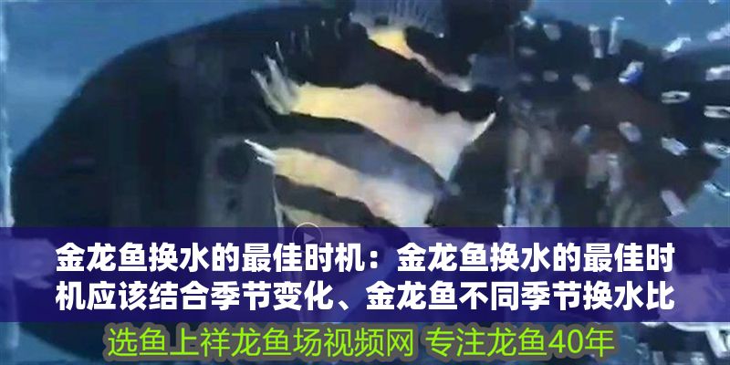 金龍魚換水的最佳時機:金龍魚換水的最佳時機應該結合季節變化、金龍魚不同季節換水比例 金龍魚百科 第1張 金龍魚換水的最佳時機:金龍魚換水的最佳時機應該結合季節變化、金龍魚不同季節換水比例 金龍魚換水的最佳時機:金龍魚換水的最佳時機應該結合季節變化、金龍魚不同季節換水比例 金龍魚百科 第1張