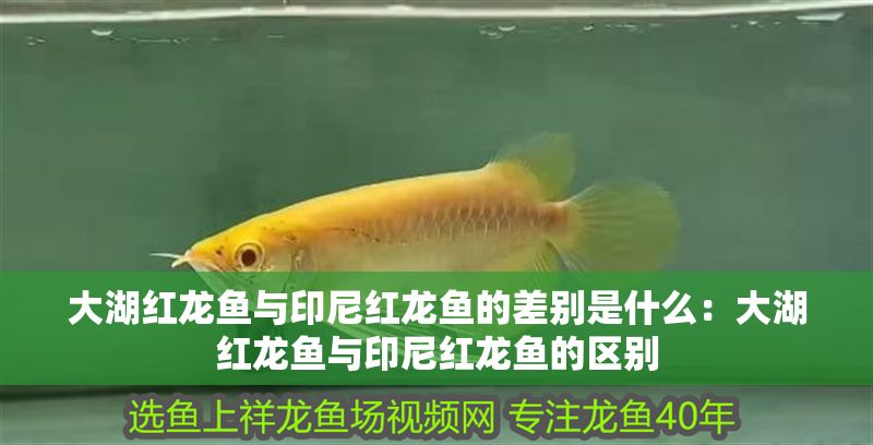 大湖紅龍魚與印尼紅龍魚的差別是什么:大湖紅龍魚與印尼紅龍魚的區別 大湖紅龍魚百科 第2張 大湖紅龍魚與印尼紅龍魚的差別是什么:大湖紅龍魚與印尼紅龍魚的區別 大湖紅龍魚與印尼紅龍魚的差別是什么:大湖紅龍魚與印尼紅龍魚的區別 大湖紅龍魚百科 第2張