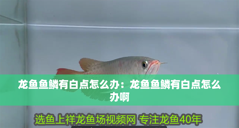 龍魚魚鱗有白點怎么辦：龍魚魚鱗有白點怎么辦啊