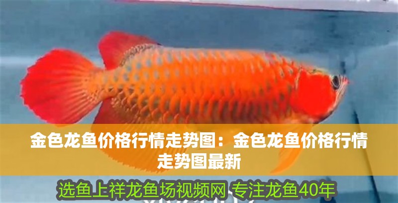 金色龍魚價格行情走勢圖：金色龍魚價格行情走勢圖最新 金色龍魚價格行情走勢圖：金色龍魚價格行情走勢圖最新 水族問答
