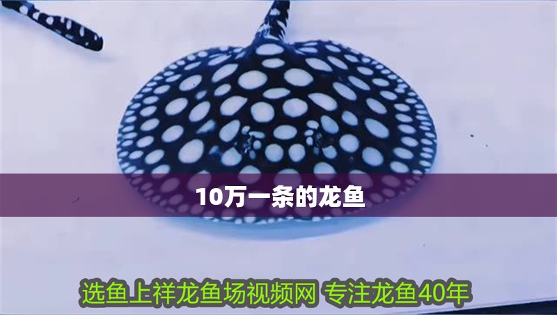 10萬一條的龍魚