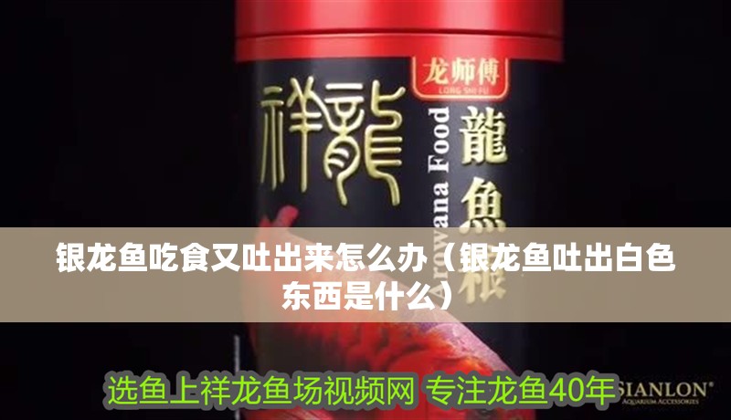 銀龍魚吃食又吐出來怎么辦（銀龍魚吐出白色東西是什么） 銀龍魚吃食又吐出來怎么辦（銀龍魚吐出白色東西是什么） 銀龍魚百科