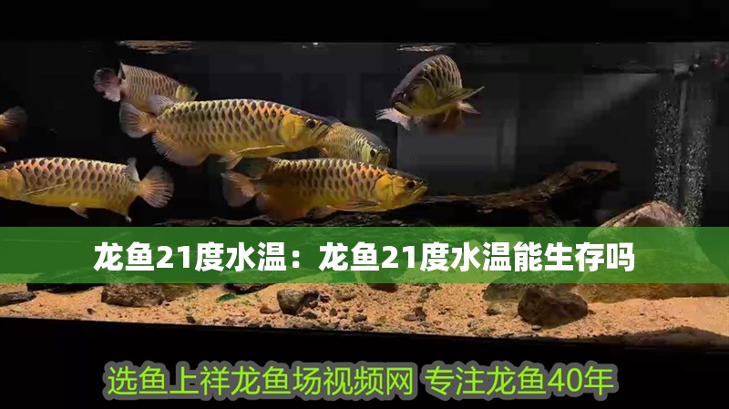 龍魚21度水溫：龍魚21度水溫能生存嗎 龍魚21度水溫：龍魚21度水溫能生存嗎 水族問答