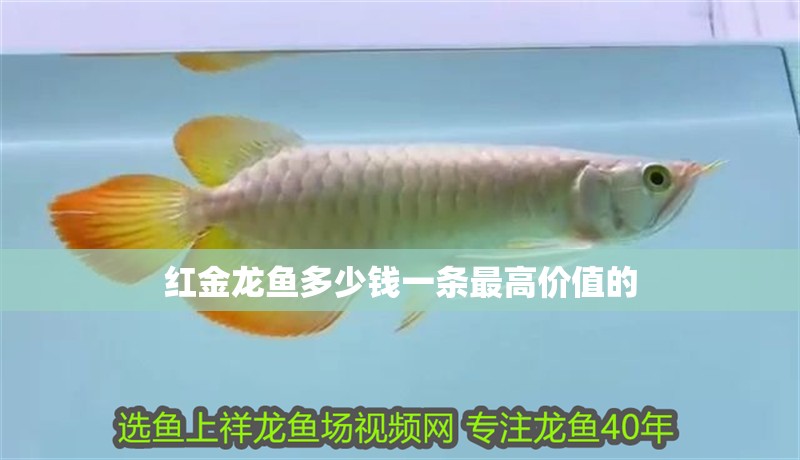 紅金龍魚多少錢一條最高價值的