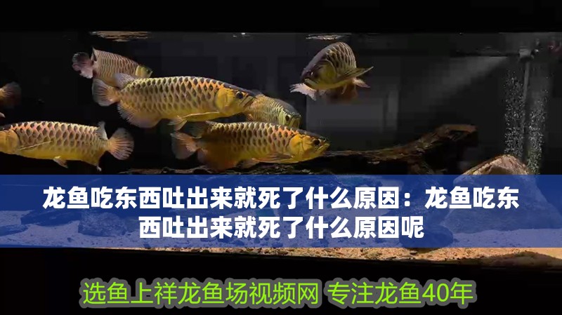 龍魚吃東西吐出來就死了什么原因：龍魚吃東西吐出來就死了什么原因呢
