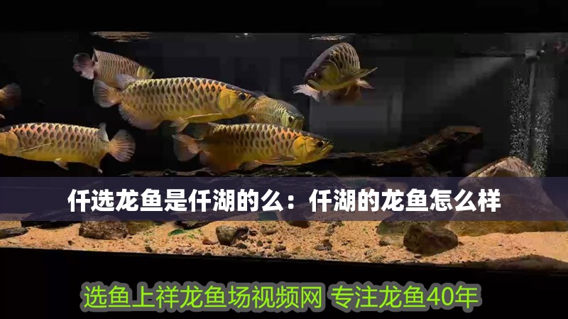仟選龍魚是仟湖的么：仟湖的龍魚怎么樣