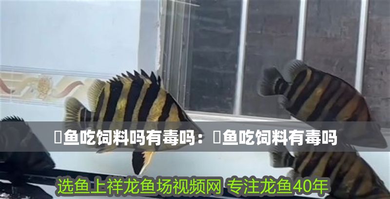 魟魚吃飼料嗎有毒嗎：魟魚吃飼料有毒嗎