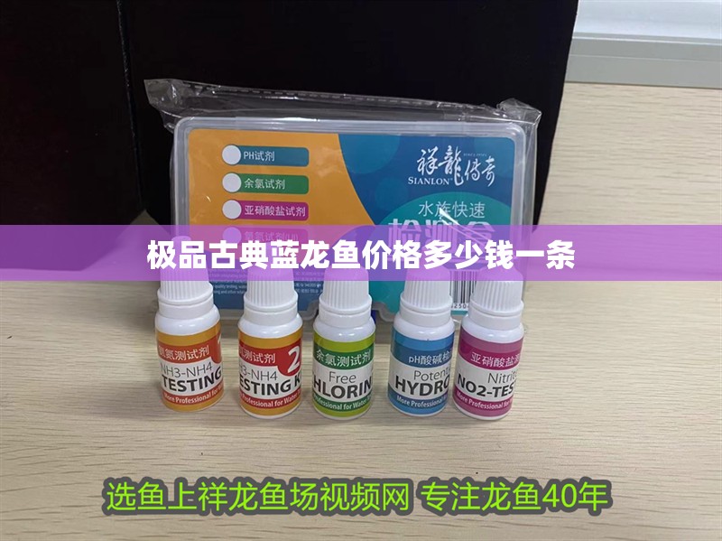 極品古典藍(lán)龍魚(yú)價(jià)格多少錢一條