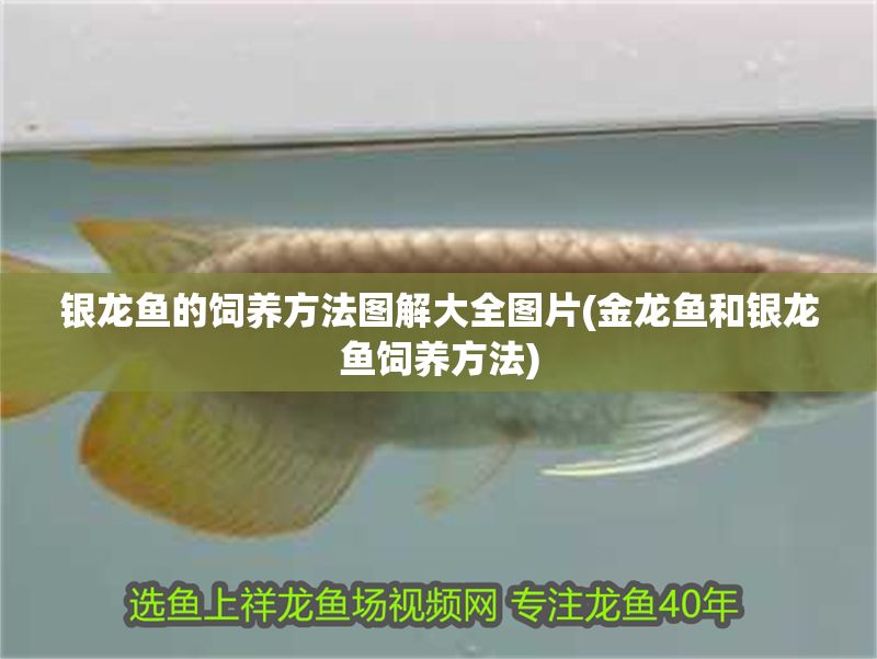 銀龍魚的飼養方法圖解大全圖片(金龍魚和銀龍魚飼養方法) 銀龍魚的飼養方法圖解大全圖片(金龍魚和銀龍魚飼養方法) 銀龍魚百科 第1張