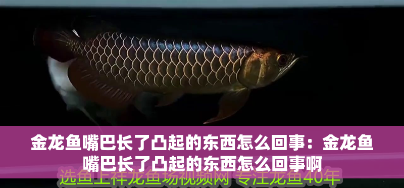 金龍魚(yú)嘴巴長(zhǎng)了凸起的東西怎么回事：金龍魚(yú)嘴巴長(zhǎng)了凸起的東西怎么回事啊