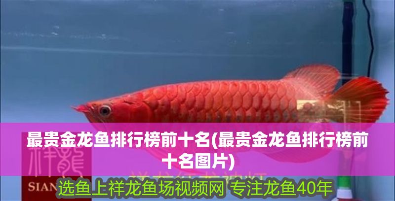 最貴金龍魚排行榜前十名(最貴金龍魚排行榜前十名圖片) 最貴金龍魚排行榜前十名(最貴金龍魚排行榜前十名圖片) 金龍魚百科 第1張