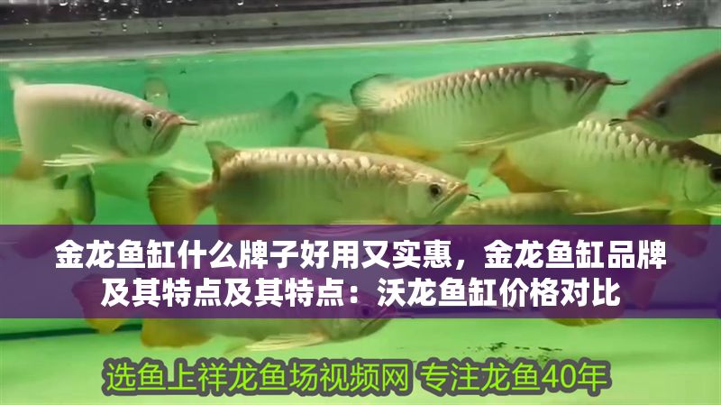 金龍魚缸什么牌子好用又實(shí)惠，金龍魚缸品牌及其特點(diǎn)及其特點(diǎn)：沃龍魚缸價(jià)格對(duì)比