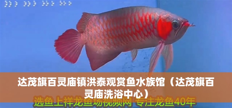 達(dá)茂旗百靈廟鎮(zhèn)洪泰觀賞魚水族館（達(dá)茂旗百靈廟洗浴中心） 達(dá)茂旗百靈廟鎮(zhèn)洪泰觀賞魚水族館（達(dá)茂旗百靈廟洗浴中心） 全國(guó)水族館企業(yè)名錄 第1張