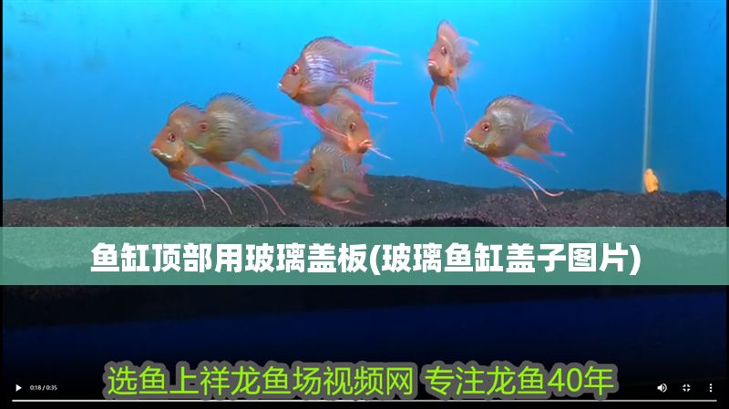 魚缸頂部用玻璃蓋板(玻璃魚缸蓋子圖片)