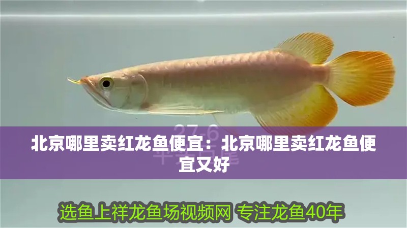 北京哪里賣(mài)紅龍魚(yú)便宜:北京哪里賣(mài)紅龍魚(yú)便宜又好 水族問(wèn)答 北京哪里賣(mài)紅龍魚(yú)便宜:北京哪里賣(mài)紅龍魚(yú)便宜又好 北京哪里賣(mài)紅龍魚(yú)便宜:北京哪里賣(mài)紅龍魚(yú)便宜又好 水族問(wèn)答