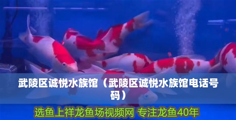 武陵區(qū)誠悅水族館（武陵區(qū)誠悅水族館電話號碼）