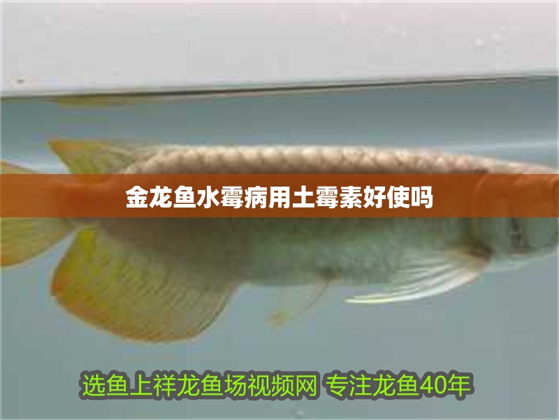 金龍魚水霉病用土霉素好使嗎 龍魚百科 第2張 金龍魚水霉病用土霉素好使嗎 金龍魚水霉病用土霉素好使嗎 龍魚百科 第2張