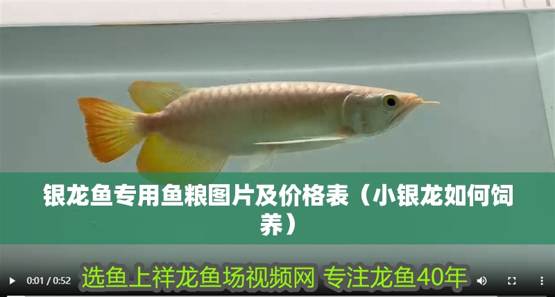 銀龍魚專用魚糧圖片及價格表（小銀龍如何飼養(yǎng)）