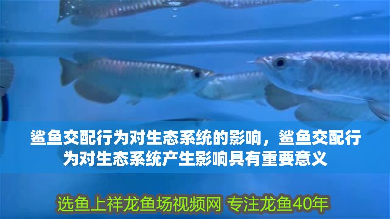 鯊魚(yú)交配行為對(duì)生態(tài)系統(tǒng)的影響，鯊魚(yú)交配行為對(duì)生態(tài)系統(tǒng)產(chǎn)生影響具有重要意義 鯊魚(yú)交配行為對(duì)生態(tài)系統(tǒng)的影響，鯊魚(yú)交配行為對(duì)生態(tài)系統(tǒng)產(chǎn)生影響具有重要意義 虎魚(yú)百科 第2張