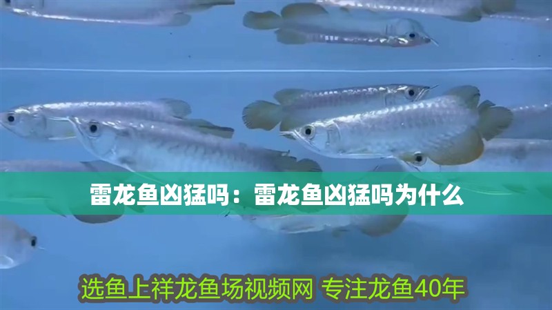 雷龍魚兇猛嗎：雷龍魚兇猛嗎為什么 雷龍魚兇猛嗎：雷龍魚兇猛嗎為什么 水族問(wèn)答