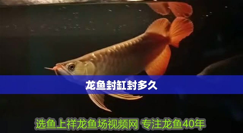 龍魚封缸封多久