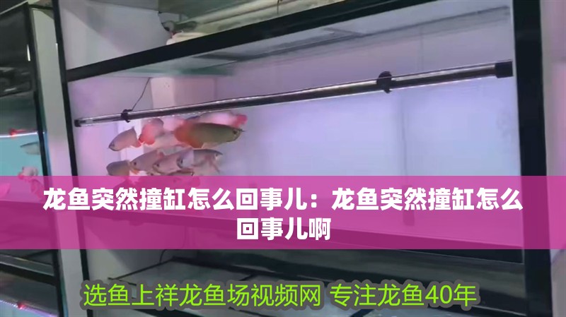 龍魚突然撞缸怎么回事兒：龍魚突然撞缸怎么回事兒啊