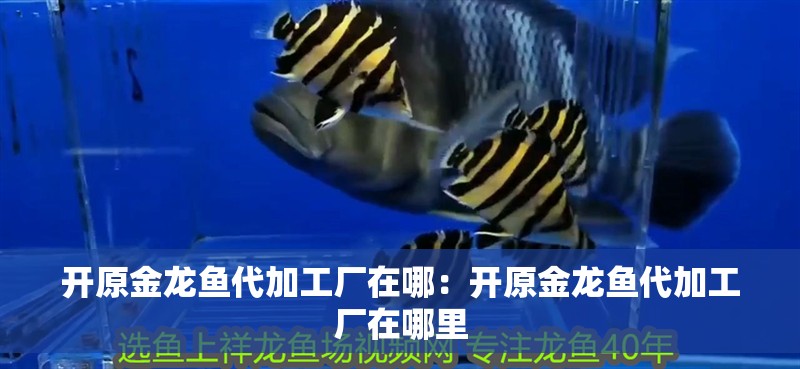開原金龍魚代加工廠在哪:開原金龍魚代加工廠在哪里 水族問答 開原金龍魚代加工廠在哪:開原金龍魚代加工廠在哪里 開原金龍魚代加工廠在哪:開原金龍魚代加工廠在哪里 水族問答