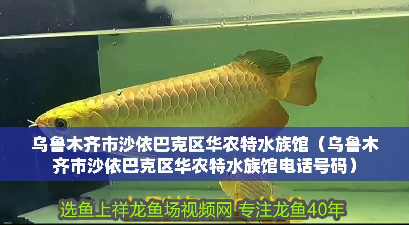 烏魯木齊市沙依巴克區華農特水族館（烏魯木齊市沙依巴克區華農特水族館電話號碼）