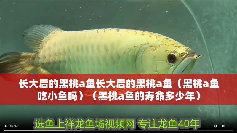 長大后的黑桃a魚長大后的黑桃a魚（黑桃a魚吃小魚嗎）（黑桃a魚的壽命多少年）